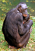 Bonobo mother and infant