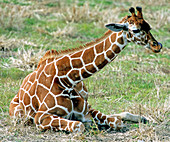 Reticulated Giraffe on ground