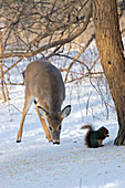 White-tailed Deer and Fox Squirrel