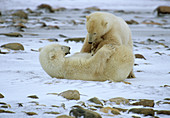 Polar Bears Playfighting