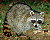 Raccoon