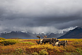Bull Caribou herd