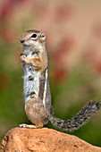 Harris's Antelope Ground Squirrel