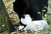 Bear Eating Suburban Garbage