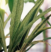 Maize streak virus infected plants