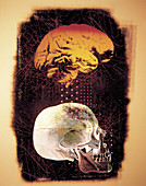 Human Brain and Skull