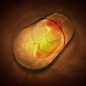 Pill Capsule Fetus