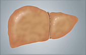 Illustration of Fatty Liver