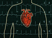 EKG and Heart over torso