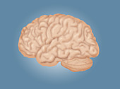 Human Brain,Lateral View