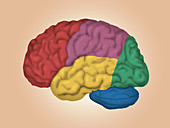 Human Brain,Lateral View