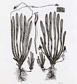 Page from Darwin's Botanic Garden