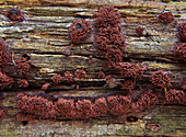 Chocolate Tube Slime Mold