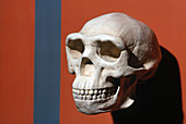 Peking Man Skull Cast
