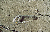 Ancient Footprints of Acahualinca