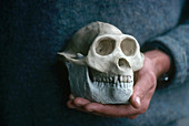 Reconstructed Sivapithecus Skull