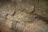 Volcanic Ash Bed