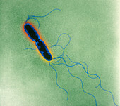 Salmonella typhimurium,TEM