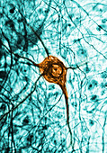 TEM of Mouse Neuron