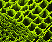 SEM of Spring and Summer Xylem