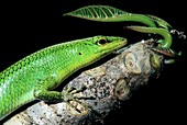 Emerald tree skink