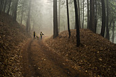 Fog in Sierra Mountain Trail