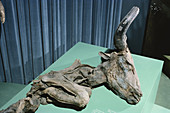 Big-horned Bison Mummy