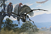 Merriam's Teratorn Vulture