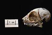Bushbaby skull