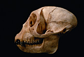 Blue Monkey skull