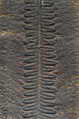 Asterotheca Fossil