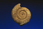Ammonite from Germany