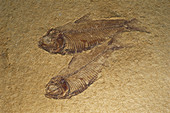 Two Fossil Fish