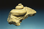 Gastropod Fossil