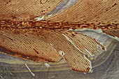 Glossopterid Fossil