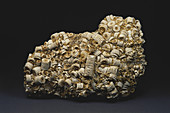 Crinoid Fossil Stems