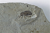 Fossil Weevil