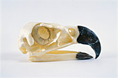 Harpy Eagle skull