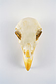 Bald Eagle skull