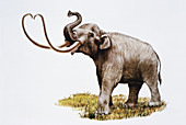 Imperial Mammoth