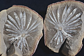 Annularia Fossil