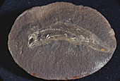 Amphibian Fossil