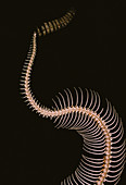 Timber Rattlesnake vertebrae