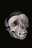 Monkey skull