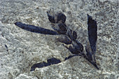 Fossil Plant with Seeds