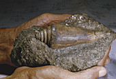Gastropod Fossil