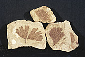 Fossil Ginkgo Leaves
