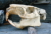Nutria skull