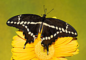 Giant Swallowtail Butterfly