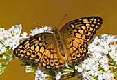 Variegated Fritillary